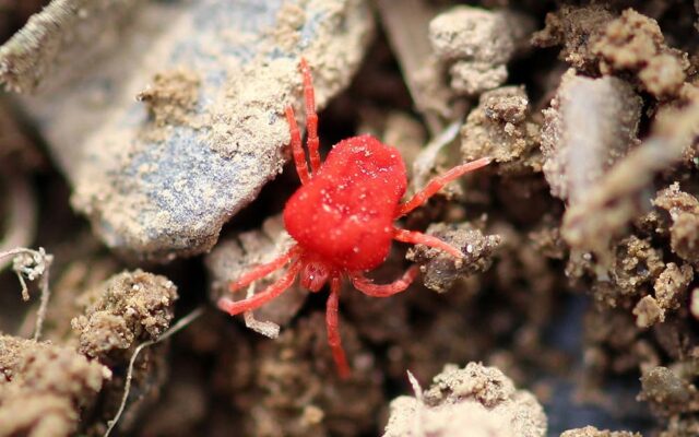 acarien rouge
