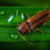 taupin elateridae