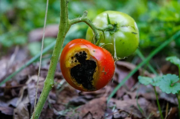 nécrose apicale cul noir sur tomate
