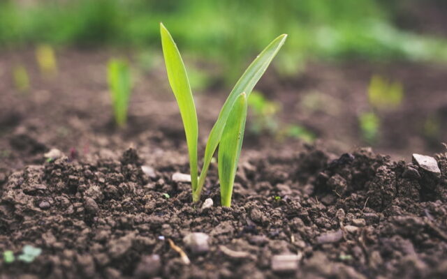 utilisation engrais bio
