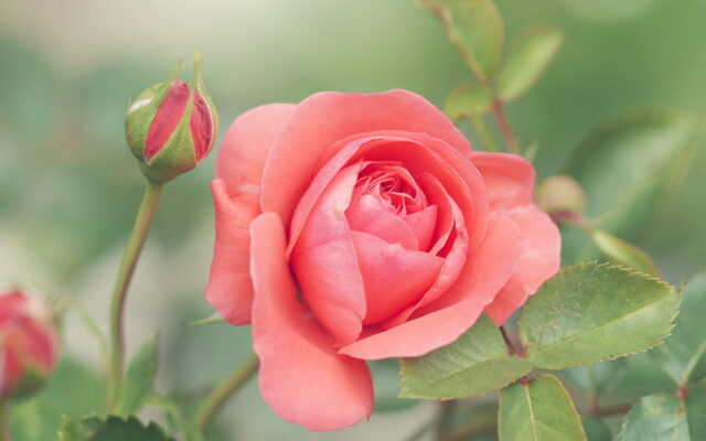 maladies du rosier