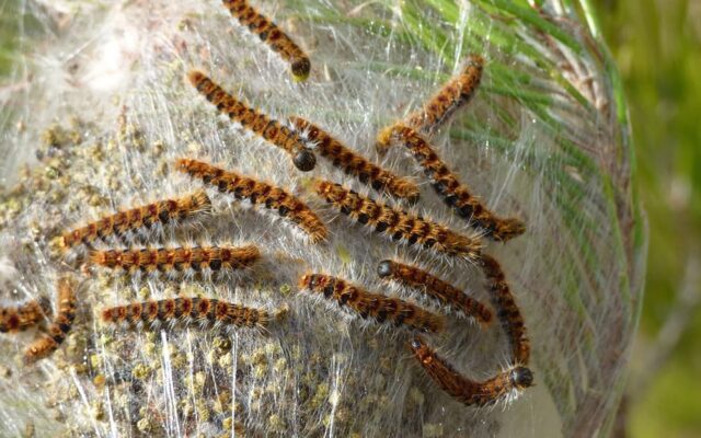 processionnaire du pin