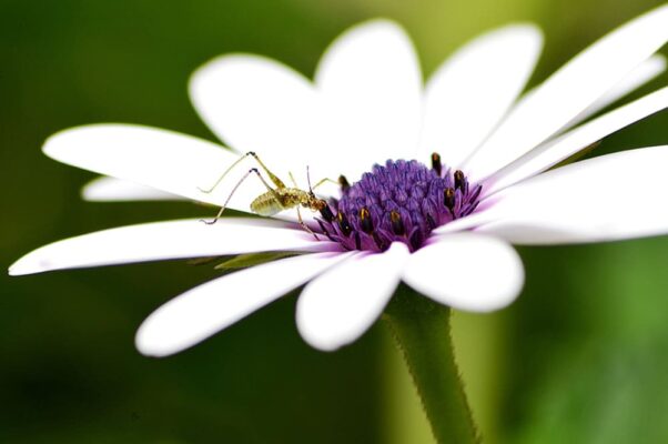 odeur plante