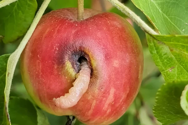 carpocapse de la pomme et de la poire