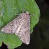 pheromone mamestra brassicae noctuelle chou