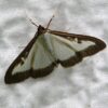 phéromones pyrale du buis