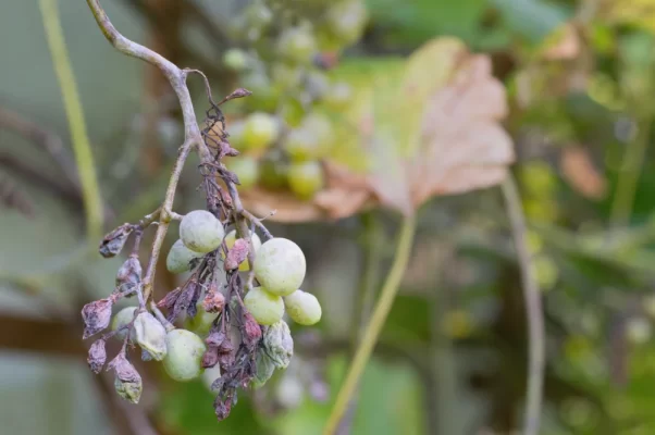traiter mildiou de la vigne