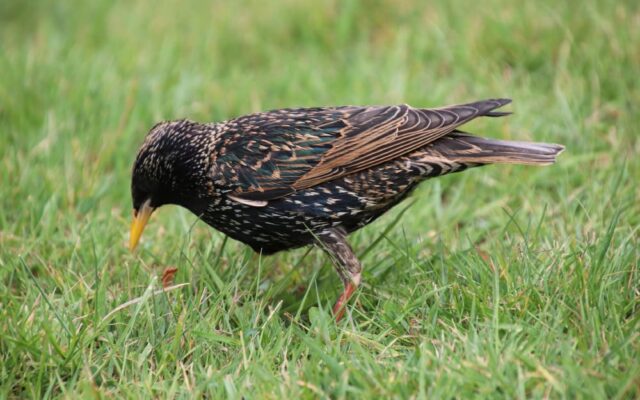 oiseaux nuisibles potager