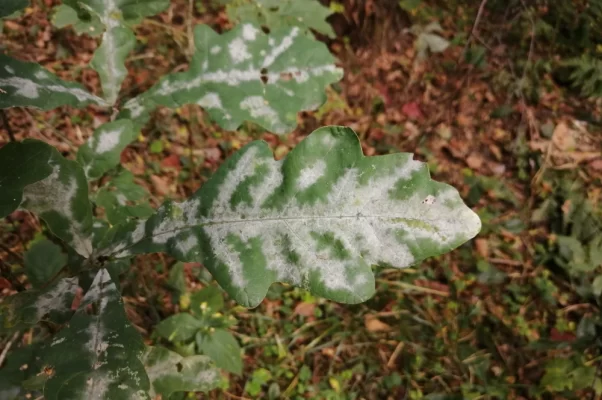 maladie de l'oidium