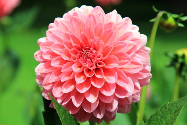 planter des dahlias