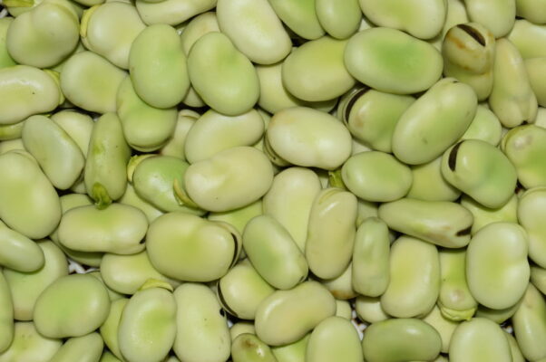maladies de la fève
