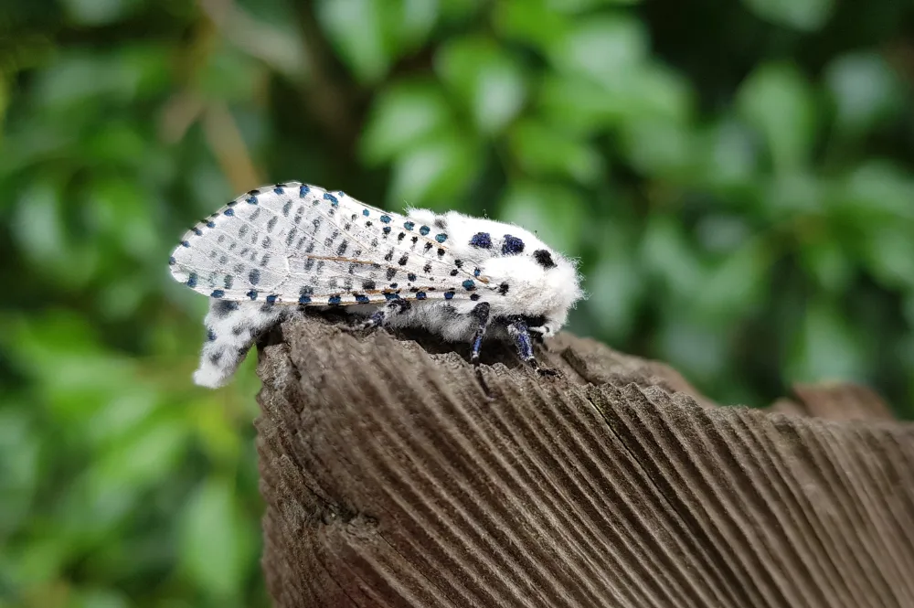 lutte insecte zeuzere
