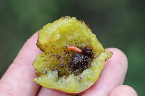 carpocapse de la prune