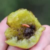 phéromone carpocapse prune grapholita funebrana