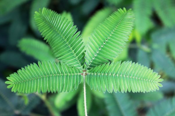 sensitive mimosa pudica