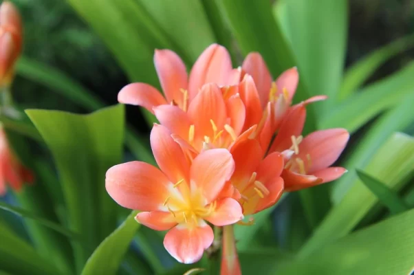 culture de clivia
