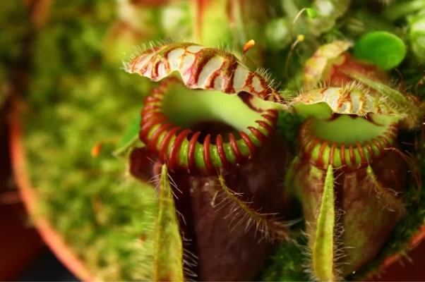 culture cephalotus follicularis