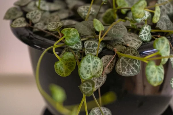 culture ceropegia