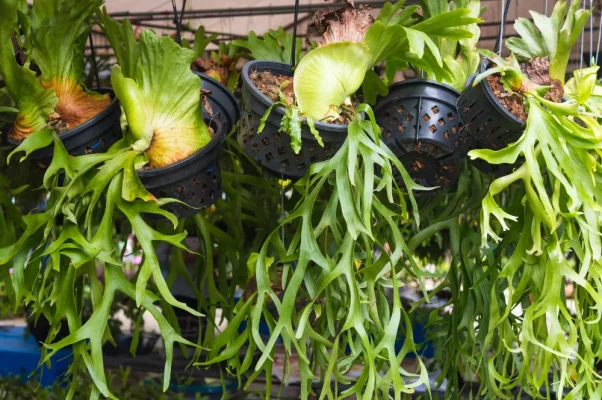 culture platycerium