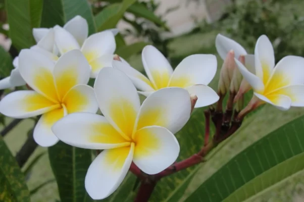 culture plumeria frangipanier
