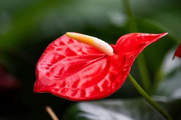 culture de l'anthurium