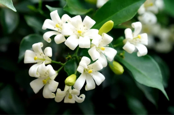 culture de murraya paniculata