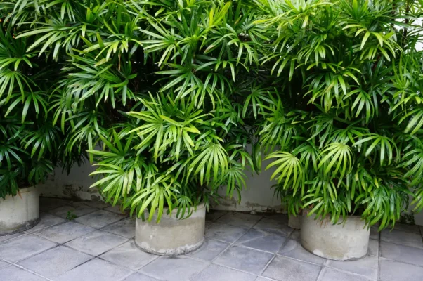 culture palmier rhapis