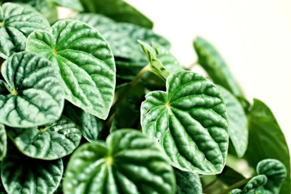 culture des peperomia