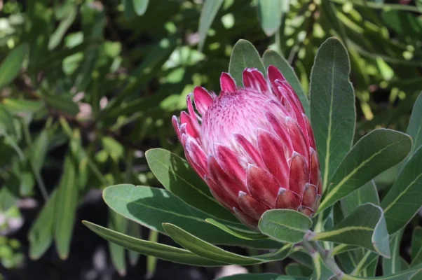 culture et entretien du protea