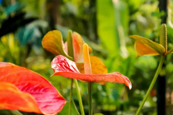 espèces d'anthurium