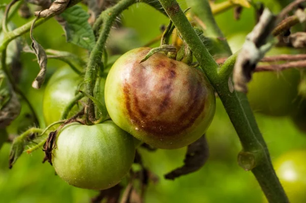 traiter le mildiou de la tomate