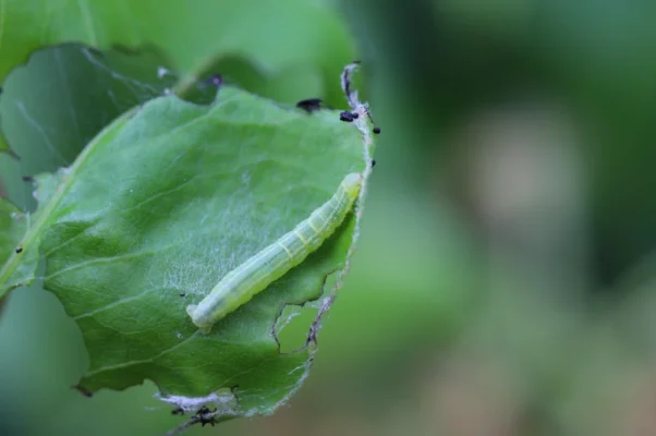 lutte cheimatobie Operophtera brumata