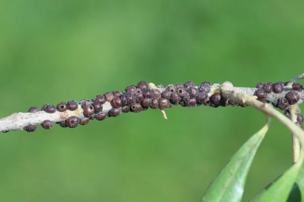 cochenille noire de l'olivier