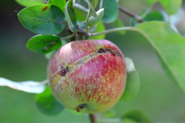 hoplocampe du pommier