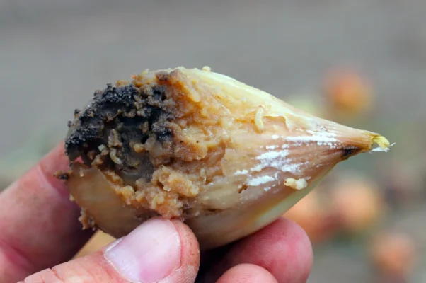mouche de l'oignon delia antiqua