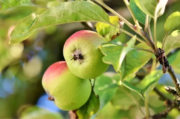Cécidomyie des feuilles du pommier