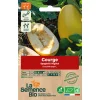Graines biologiques Courge Spaghetti Végétal