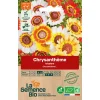 Graines biologiques Chrysanthème tricolore