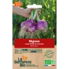 Graines biologiques Oignon rouge Morada de Amposta