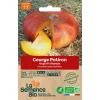 Graines biologiques Potiron Rouge Vif d'Étampes