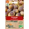 Graines biologiques Rutabaga Friese Gele