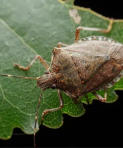 punaise diabolique Halyomorpha halys