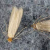 Pheromones Tineola bisselliella