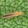 phéromones thrips