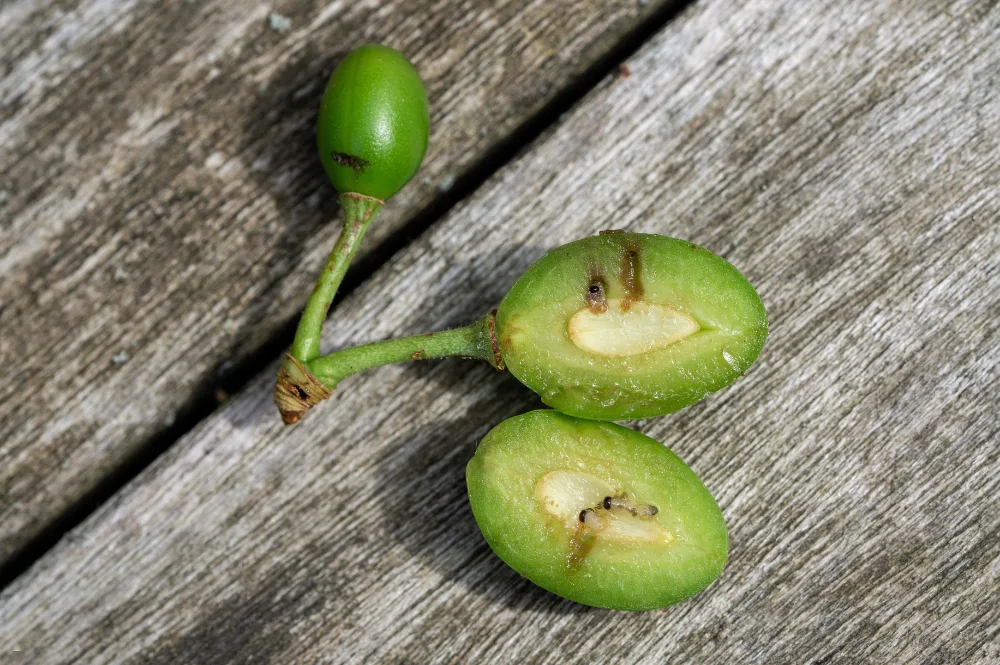 dégats hoplocama flava sur prunier