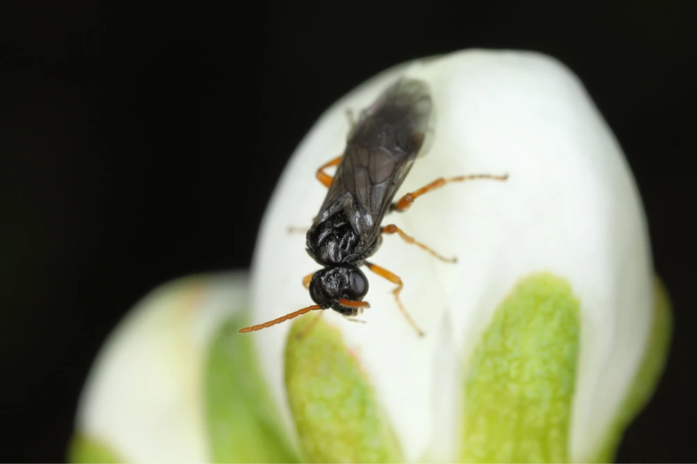 lutte hoplocampe prunier