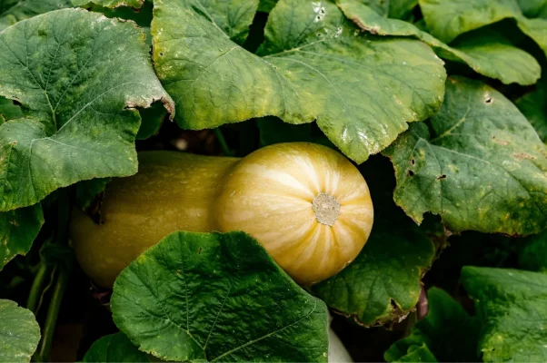 maladies des courges