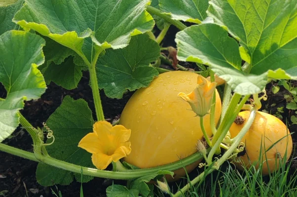 ravageurs des courges