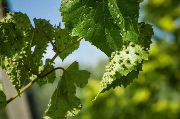 erisonose de la vigne