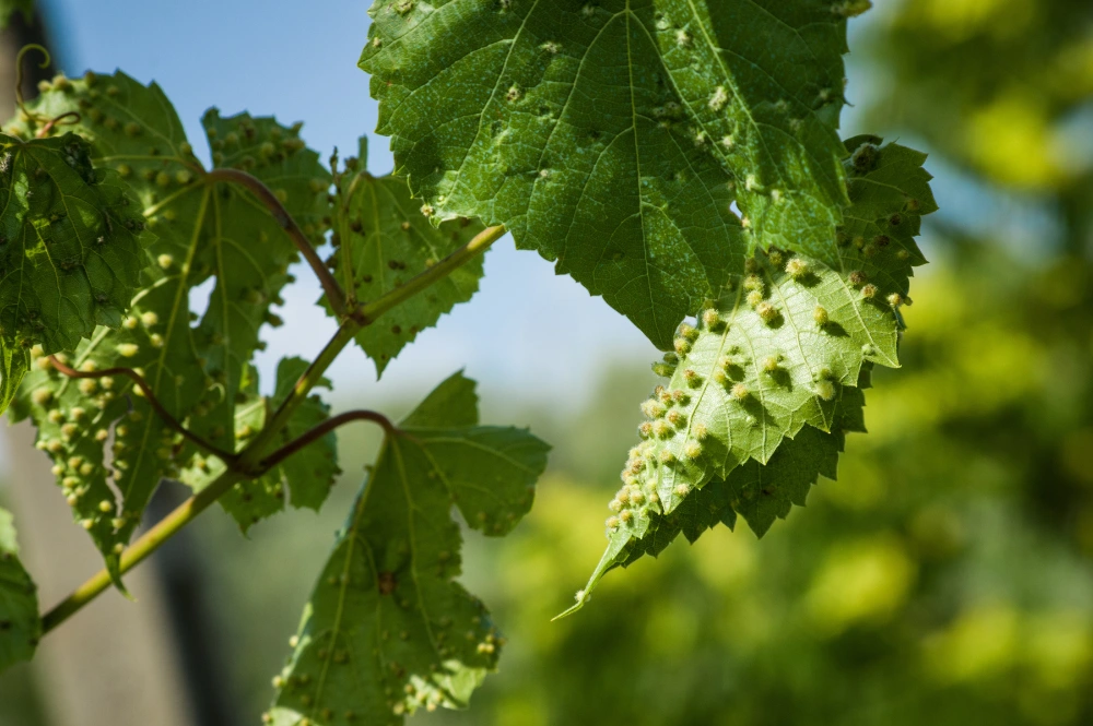 erisonose de la vigne
